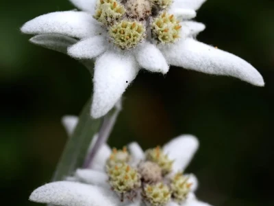 Edelweiss: What it Really Means, Beyond the Song and the Flower