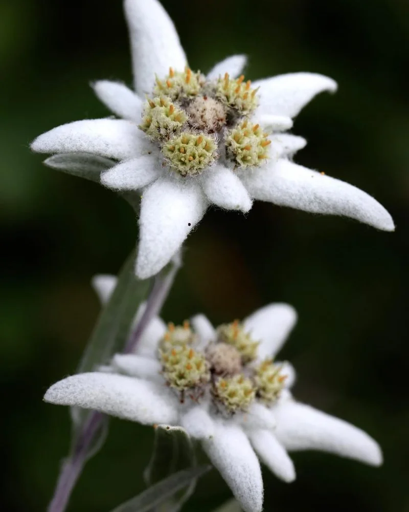 Edelweiss: What it Really Means, Beyond the Song and the Flower